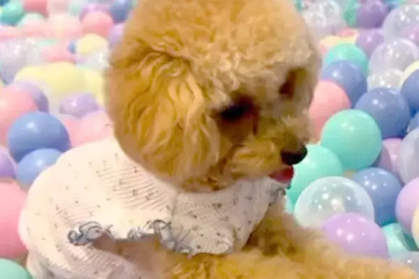 犬が『初めて大量のボールに囲まれた』結果→怖くなってしまい、妹犬に…必死すぎる『まさかの対処法』に爆笑「兄の権力ｗ」「あとで謝ろっかｗ」