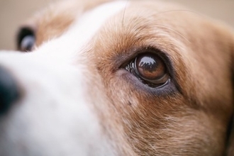 犬の『目が失明する』病気5選　視力を失ってしまう要因や早期発見する方法まで
