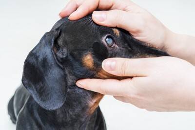 犬の『目が失明する』病気5選　視力を失ってしまう要因や早期発見する方法まで