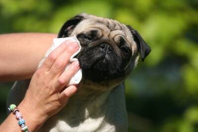 犬の『目が失明する』病気5選　視力を失ってしまう要因や早期発見する方法まで