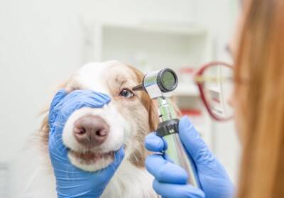犬の『目が失明する』病気5選　視力を失ってしまう要因や早期発見する方法まで