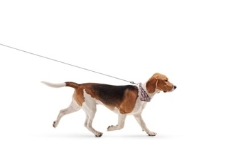 犬が『スキップ』をしているように歩く理由とは？今すぐに受診が必要な状態まで解説