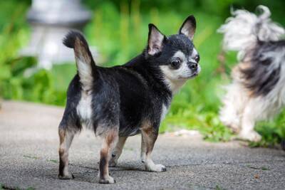 犬が『スキップ』をしているように歩く理由とは？今すぐに受診が必要な状態まで解説
