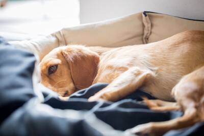 犬が『スキップ』をしているように歩く理由とは？今すぐに受診が必要な状態まで解説