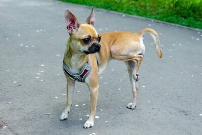 犬が『スキップ』をしているように歩く理由とは？今すぐに受診が必要な状態まで解説