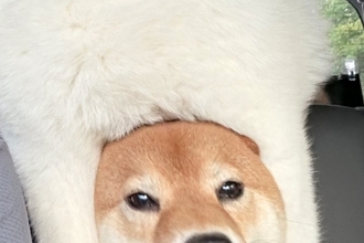 ドライブが大好きな2匹の犬→特等席に行きたくて、互いに譲らず…後部座席からの『まさかの光景』に2万いいね「どっちが本体？」「雑技団で草」