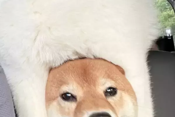 ドライブが大好きな2匹の犬→特等席に行きたくて、互いに譲らず…後部座席からの『まさかの光景』に2万いいね「どっちが本体？」「雑技団で草」