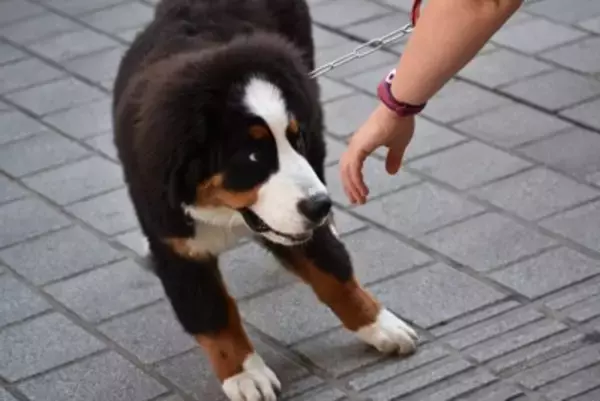 犬を『撫でようとすると避ける』4つの理由　主な心理や触ってはいけないタイミングまで