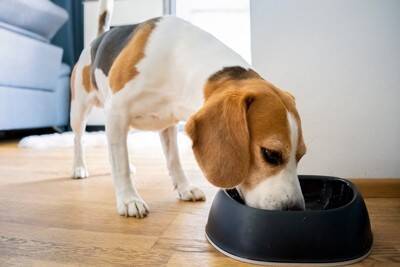 犬を『撫でようとすると避ける』4つの理由　主な心理や触ってはいけないタイミングまで