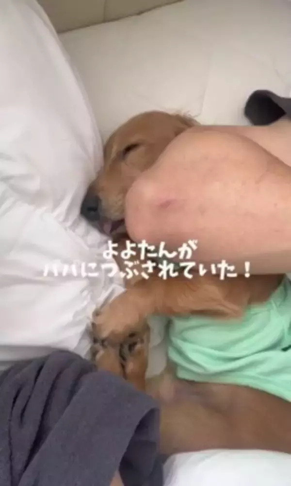 パパの隣で寝ていた犬が、翌朝起きたら…想定外だった『まさかの悲劇と可愛すぎる反応』が153万再生「エルボーで草」「でも嫌そうじゃないｗ」