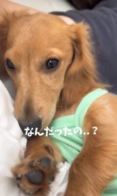 パパの隣で寝ていた犬が、翌朝起きたら…想定外だった『まさかの悲劇と可愛すぎる反応』が153万再生「エルボーで草」「でも嫌そうじゃないｗ」