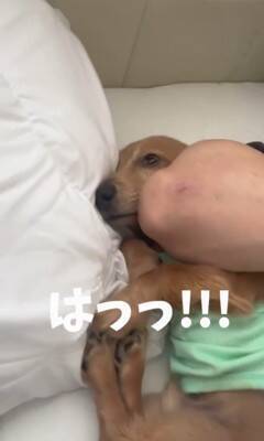 パパの隣で寝ていた犬が、翌朝起きたら…想定外だった『まさかの悲劇と可愛すぎる反応』が153万再生「エルボーで草」「でも嫌そうじゃないｗ」