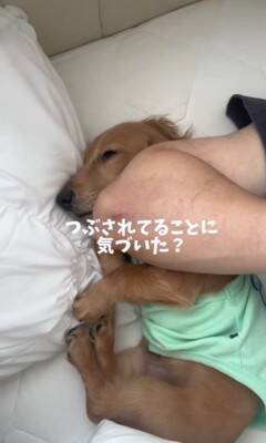 パパの隣で寝ていた犬が、翌朝起きたら…想定外だった『まさかの悲劇と可愛すぎる反応』が153万再生「エルボーで草」「でも嫌そうじゃないｗ」