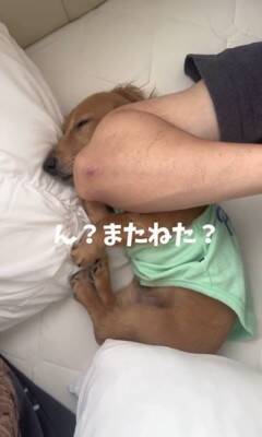 パパの隣で寝ていた犬が、翌朝起きたら…想定外だった『まさかの悲劇と可愛すぎる反応』が153万再生「エルボーで草」「でも嫌そうじゃないｗ」