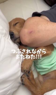 パパの隣で寝ていた犬が、翌朝起きたら…想定外だった『まさかの悲劇と可愛すぎる反応』が153万再生「エルボーで草」「でも嫌そうじゃないｗ」