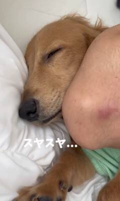 パパの隣で寝ていた犬が、翌朝起きたら…想定外だった『まさかの悲劇と可愛すぎる反応』が153万再生「エルボーで草」「でも嫌そうじゃないｗ」
