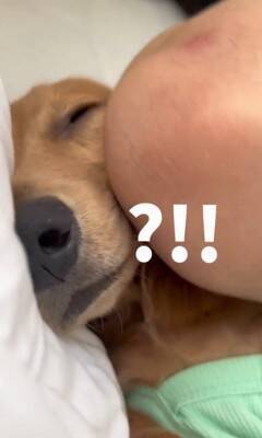 パパの隣で寝ていた犬が、翌朝起きたら…想定外だった『まさかの悲劇と可愛すぎる反応』が153万再生「エルボーで草」「でも嫌そうじゃないｗ」