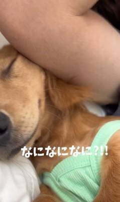 パパの隣で寝ていた犬が、翌朝起きたら…想定外だった『まさかの悲劇と可愛すぎる反応』が153万再生「エルボーで草」「でも嫌そうじゃないｗ」