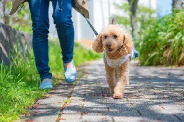 犬の散歩に便利な『フレキシブルリード』って本当にいいの？気になる安全性やおすすめできない理由まで