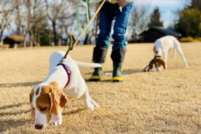 犬の散歩に便利な『フレキシブルリード』って本当にいいの？気になる安全性やおすすめできない理由まで