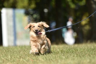 犬の散歩に便利な『フレキシブルリード』って本当にいいの？気になる安全性やおすすめできない理由まで