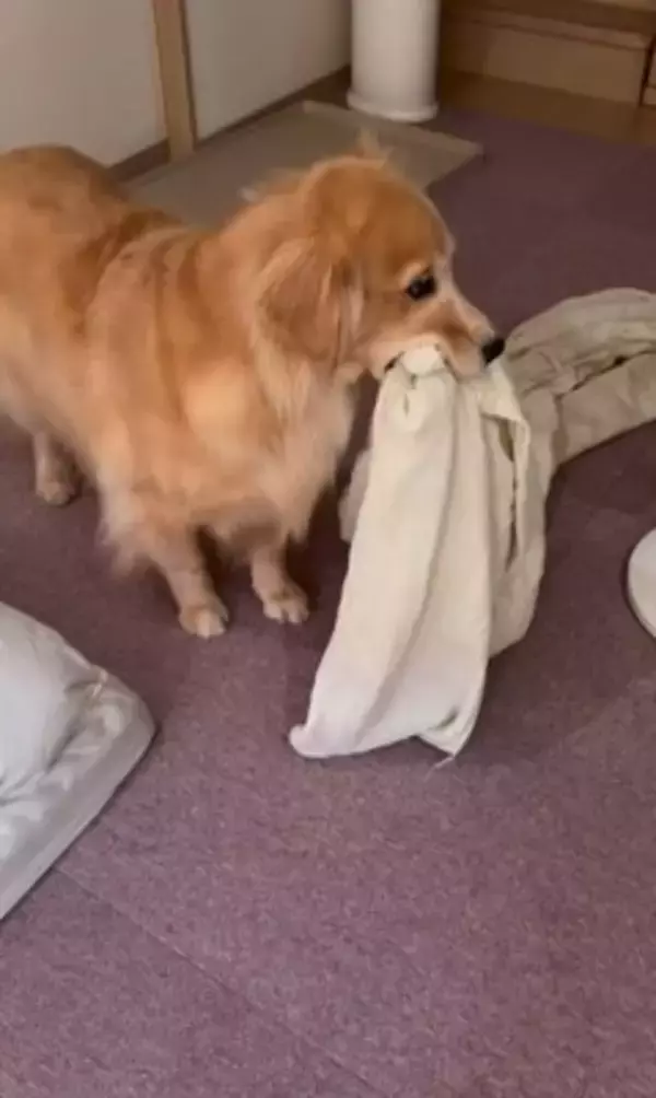 洗濯物を干しに行っていたら、昼寝から起きた大型犬が…まさかの理由で『ブチギレる光景』が8万再生「尊い」「イライラしてるの可愛い」と絶賛