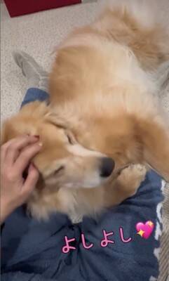 洗濯物を干しに行っていたら、昼寝から起きた大型犬が…まさかの理由で『ブチギレる光景』が8万再生「尊い」「イライラしてるの可愛い」と絶賛