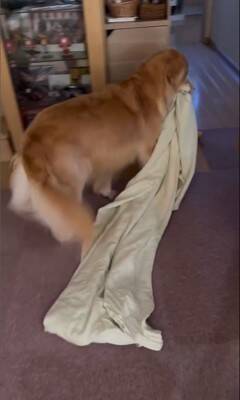 洗濯物を干しに行っていたら、昼寝から起きた大型犬が…まさかの理由で『ブチギレる光景』が8万再生「尊い」「イライラしてるの可愛い」と絶賛