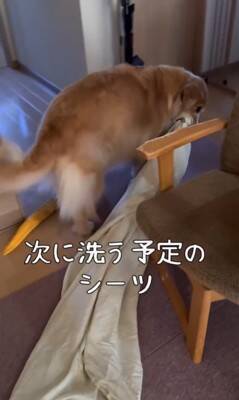 洗濯物を干しに行っていたら、昼寝から起きた大型犬が…まさかの理由で『ブチギレる光景』が8万再生「尊い」「イライラしてるの可愛い」と絶賛