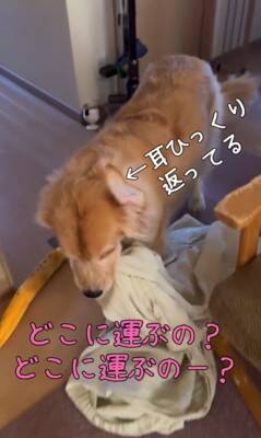 洗濯物を干しに行っていたら、昼寝から起きた大型犬が…まさかの理由で『ブチギレる光景』が8万再生「尊い」「イライラしてるの可愛い」と絶賛