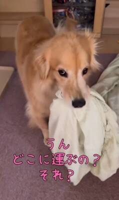 洗濯物を干しに行っていたら、昼寝から起きた大型犬が…まさかの理由で『ブチギレる光景』が8万再生「尊い」「イライラしてるの可愛い」と絶賛