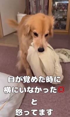 洗濯物を干しに行っていたら、昼寝から起きた大型犬が…まさかの理由で『ブチギレる光景』が8万再生「尊い」「イライラしてるの可愛い」と絶賛