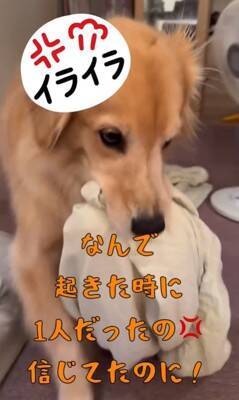 洗濯物を干しに行っていたら、昼寝から起きた大型犬が…まさかの理由で『ブチギレる光景』が8万再生「尊い」「イライラしてるの可愛い」と絶賛