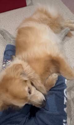 洗濯物を干しに行っていたら、昼寝から起きた大型犬が…まさかの理由で『ブチギレる光景』が8万再生「尊い」「イライラしてるの可愛い」と絶賛