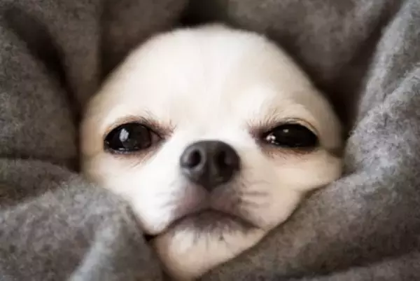 『寒さに弱い犬種』５選　寒がりなワンコの特徴や本格的な冬を迎える前にすべき防寒対策とは？