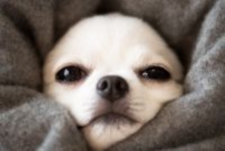 『寒さに弱い犬種』５選　寒がりなワンコの特徴や本格的な冬を迎える前にすべき防寒対策とは？