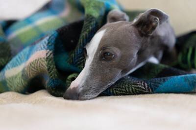 『寒さに弱い犬種』５選　寒がりなワンコの特徴や本格的な冬を迎える前にすべき防寒対策とは？