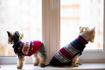 『寒さに弱い犬種』５選　寒がりなワンコの特徴や本格的な冬を迎える前にすべき防寒対策とは？