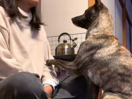 犬が大声で吠えたので『もう知らん』と叱った結果→わかりやす過ぎる『ごめんね』がSNSで話題「想像以上で草」「めちゃ可愛いｗ」と11万再生