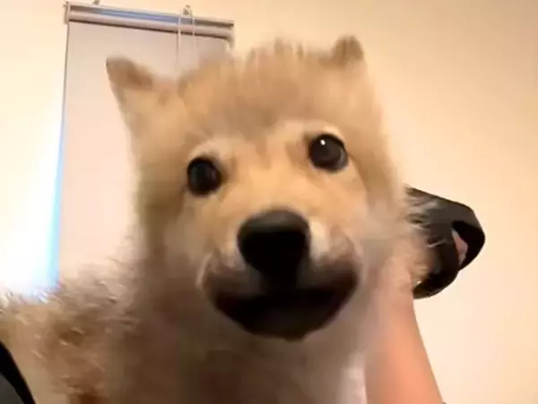 あどけない顔つきをした『狼犬の赤ちゃん』→５ヶ月後…別犬のような『カッコよすぎる成長』が77万再生「もののけ姫を思い出した」「早すぎ」