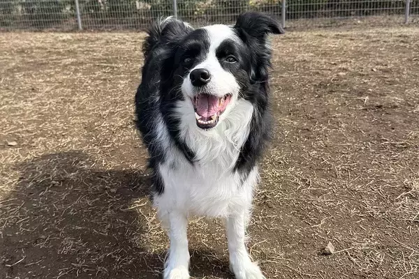 サービス精神旺盛な犬が『親子連れ』を発見→『どうする？』と聞きにきて…まさかの『賢すぎる行動』に1万いいね「エンターテイナー」「お利口」