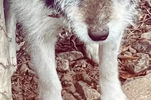 引っ越しで置き去りにされ『鎖で繋がれた老犬』→笑顔すら忘れてしまい…保護後、嘘のような『現在の表情』に涙「幸せなお顔」「本当良かった」