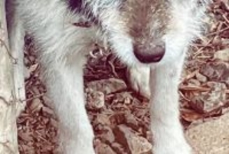 引っ越しで置き去りにされ『鎖で繋がれた老犬』→笑顔すら忘れてしまい…保護後、嘘のような『現在の表情』に涙「幸せなお顔」「本当良かった」