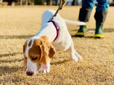 犬が『靴』を嫌がるときの対処法とは？どうしても履かせなければならないタイミングまで