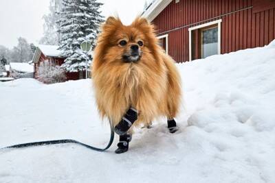 犬が『靴』を嫌がるときの対処法とは？どうしても履かせなければならないタイミングまで