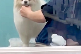 トリミング中の犬をお迎えに行った結果→ガラス越しに『ママだ』と気付いた瞬間…あまりにも尊い『表情』が15万再生「かんわいぃ」「笑ってる」