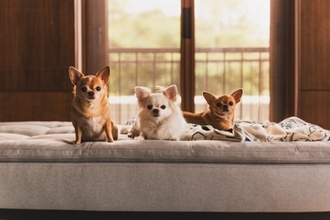 犬の『多頭飼い』に向いていない人の特徴4つ　検討している飼い主が事前に知っておくべき心得まで