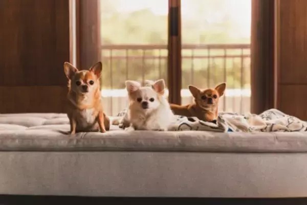 犬の『多頭飼い』に向いていない人の特徴4つ　検討している飼い主が事前に知っておくべき心得まで