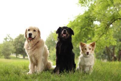 犬の『多頭飼い』に向いていない人の特徴4つ　検討している飼い主が事前に知っておくべき心得まで