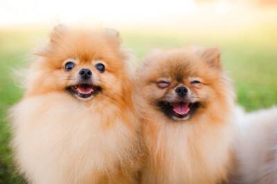 犬の『多頭飼い』に向いていない人の特徴4つ　検討している飼い主が事前に知っておくべき心得まで